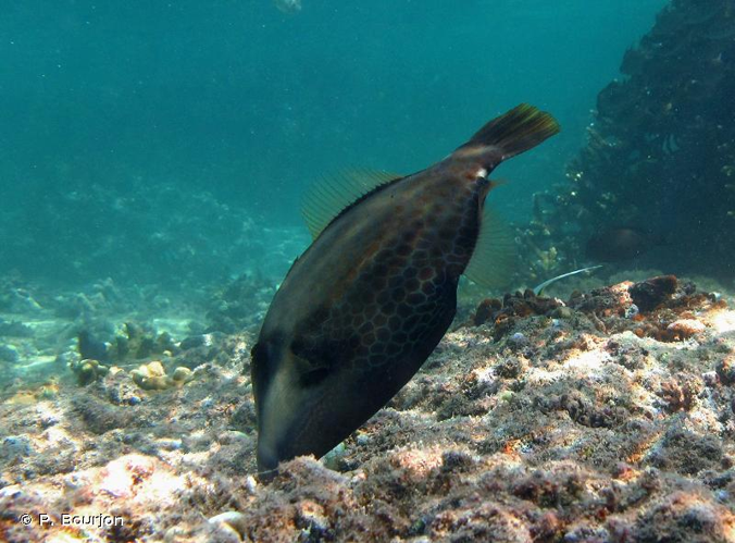 <i>Cantherhines pardalis</i> (Rüppell, 1837) &copy; P. Bourjon