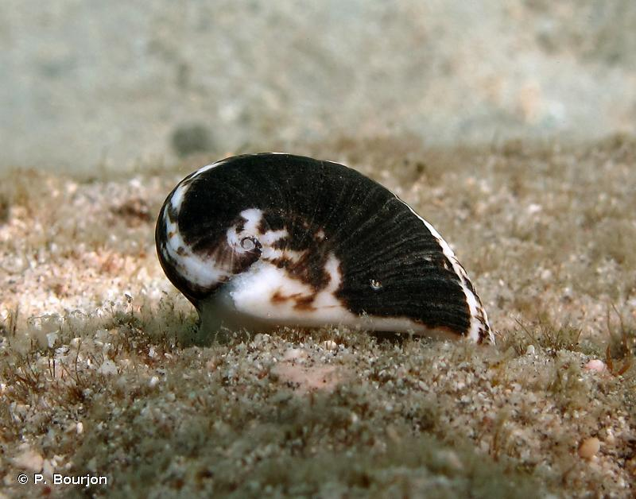 <i>Nerita albicilla</i> Linnaeus, 1758 &copy; P. Bourjon