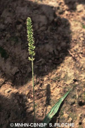 <i>Setaria verticillata</i> (L.) P.Beauv., 1812 &copy; MNHN-CBNBP S. Filoche