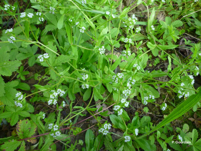 <i>Valerianella locusta</i> (L.) Laterr., 1821 &copy; P. Gourdain
