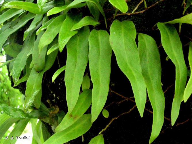 <i>Pyrrosia lanceolata</i> (L.) Farw., 1931 &copy; V. Boullet
