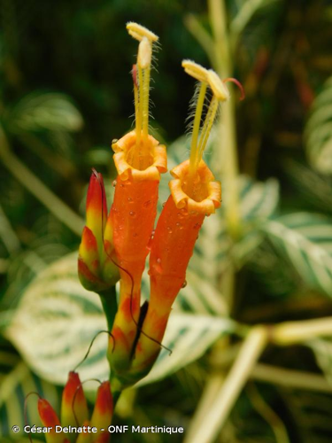 <i>Sanchezia speciosa</i> Leonard, 1926 &copy; César Delnatte - ONF Martinique