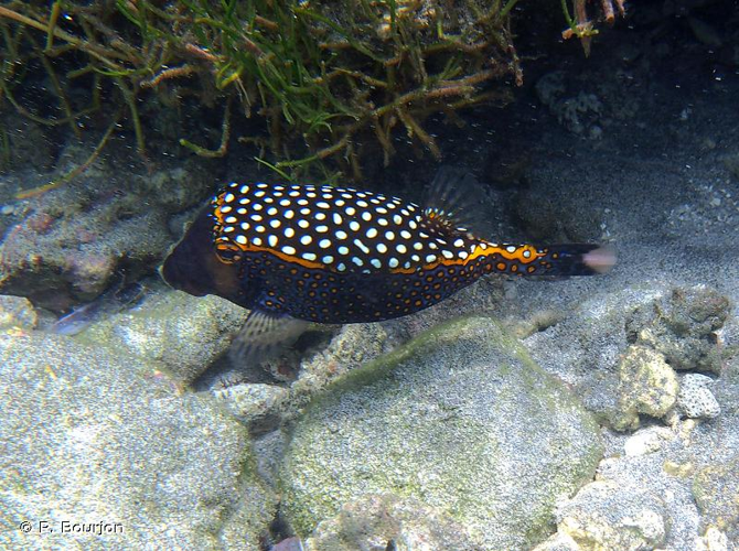 <i>Ostracion meleagris</i> Shaw, 1796 &copy; P. Bourjon