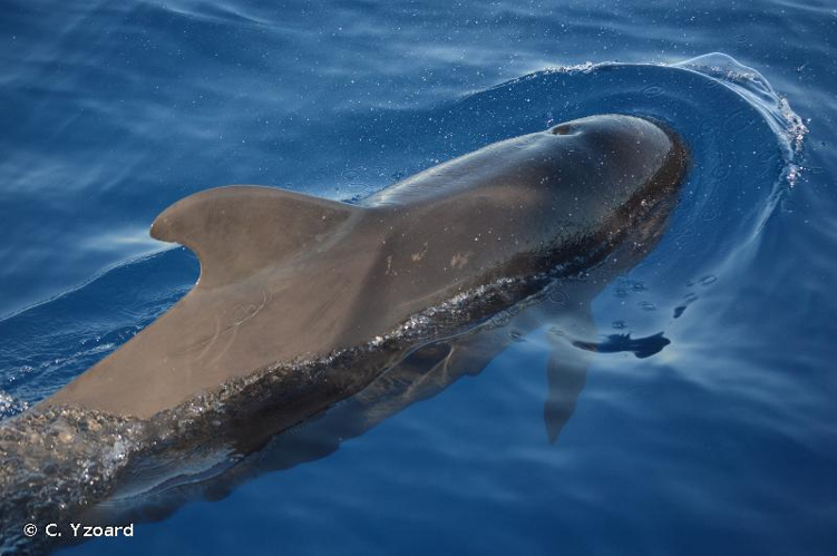 <i>Globicephala macrorhynchus</i> Gray, 1846 &copy; C. Yzoard