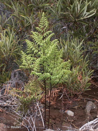 <i>Pellaea quadripinnata</i> (Forssk.) Prantl, 1882 &copy; V. Boullet