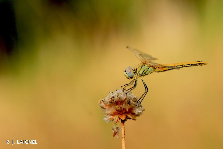 <i>Sympetrum fonscolombii</i> (Selys, 1840) &copy; J. LAIGNEL