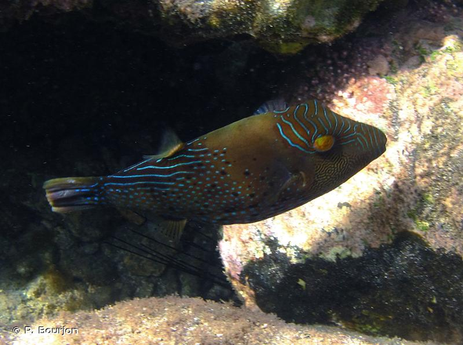<i>Canthigaster amboinensis</i> (Bleeker, 1864) &copy; P. Bourjon
