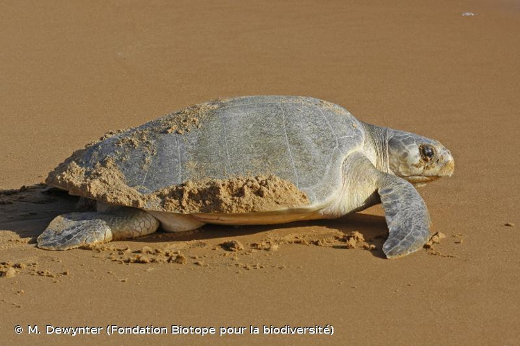 <i>Lepidochelys olivacea</i> (Eschscholtz, 1829) &copy; M. Dewynter (Fondation Biotope pour la biodiversité)