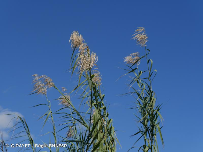 <i>Phragmites mauritianus</i> Kunth, 1830 &copy; G.PAYET - Régie RNNESP