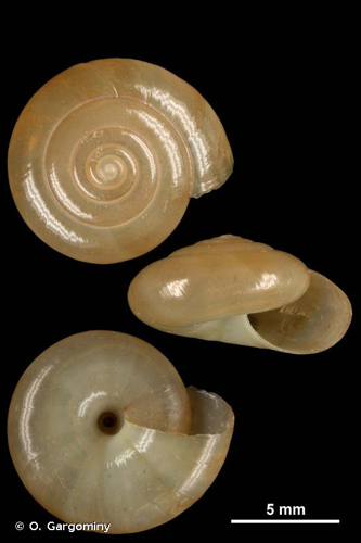 <i>Oxychilus alliarius</i> (J.S. Miller, 1822) &copy; O. Gargominy
