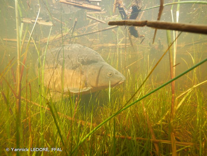 <i>Cyprinus carpio</i> Linnaeus, 1758 &copy; Yannick LEDORÉ, FFAL