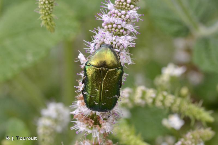 <i>Cetonia aurata aurata</i> (Linnaeus, 1758) &copy; J. Touroult