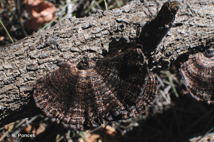 <i>Hexagonia hydnoides</i> (Sw.: Fr.) M.Fidalgo, 1968 &copy; R. Poncet