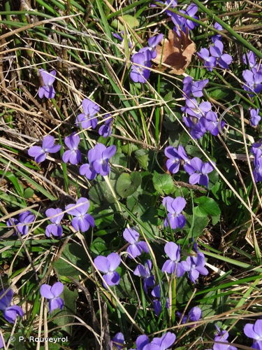 <i>Viola odorata</i> L., 1753 &copy; P. Rouveyrol