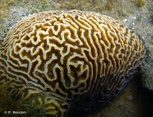 <i>Platygyra daedalea</i> (Ellis & Solander, 1786) &copy; P. Bourjon
