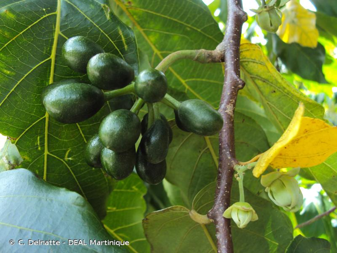 <i>Cananga odorata</i> (Lam.) Hook.f. & Thomson, 1768 &copy; C. Delnatte - DEAL Martinique