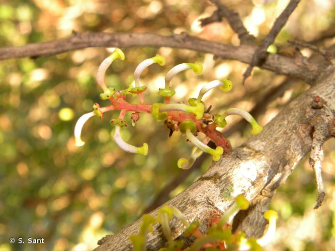 <i>Ceratonia siliqua</i> L., 1753 &copy; S. Sant