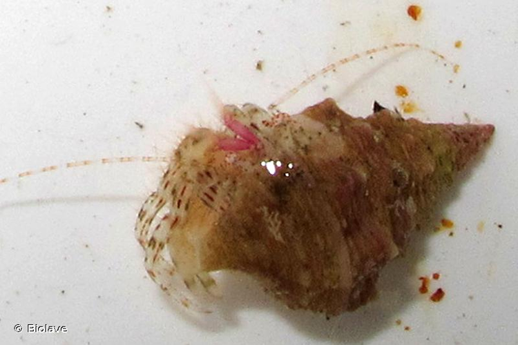 <i>Anapagrides reesei</i> (McLaughlin, 1986) &copy; Biolave
