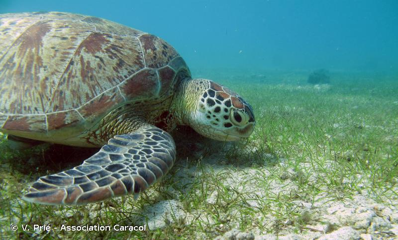 <i>Chelonia mydas</i> (Linnaeus, 1758) &copy; V. Prié - Association Caracol