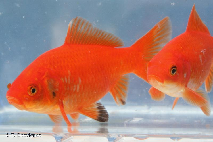 <i>Carassius auratus</i> (Linnaeus, 1758) &copy; T. Desvignes