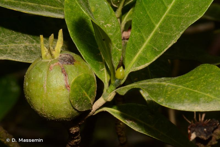 <i>Psidium cattleianum</i> Sabine, 1821 [orth. var.] &copy; D. Massemin