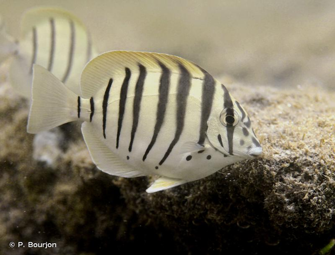 <i>Acanthurus polyzona</i> (Bleeker, 1868) &copy; P. Bourjon