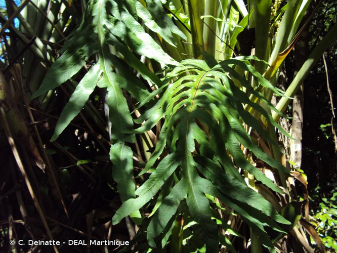 <i>Phlebodium aureum</i> (L.) J.Sm., 1841 &copy; C. Delnatte - DEAL Martinique