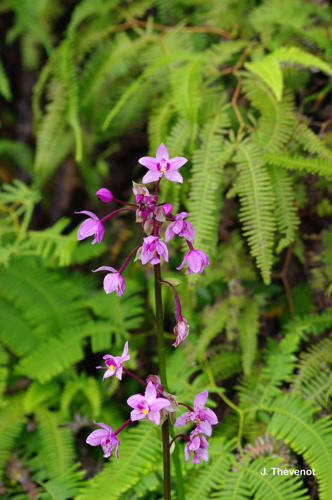 <i>Spathoglottis plicata</i> Blume, 1825 &copy; J. Thévenot