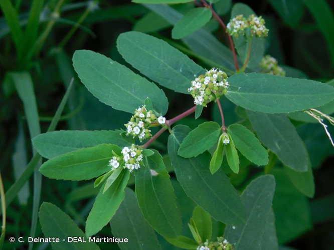 <i>Euphorbia hyssopifolia</i> L., 1759 &copy; C. Delnatte - DEAL Martinique