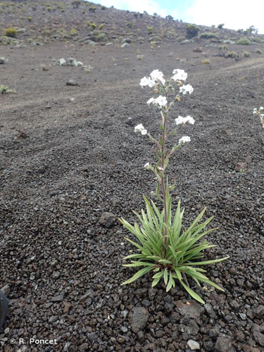 <i>Cynoglossum borbonicum</i> Bory, 1804 &copy; R. Poncet