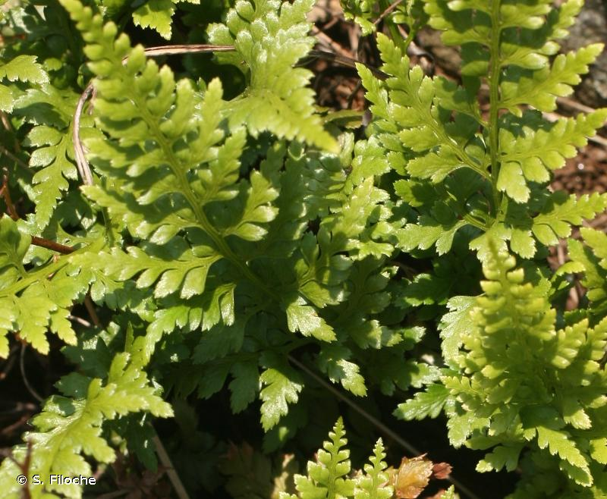 <i>Asplenium adiantum-nigrum</i> L., 1753 &copy; S. Filoche
