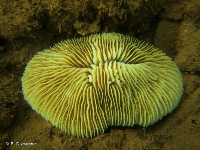 <i>Pleuractis paumotensis</i> (Stutchbury, 1833) &copy; F. Ducarme
