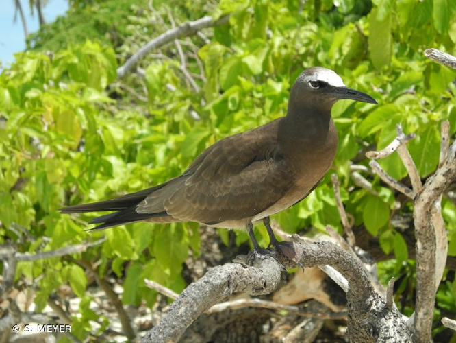 <i>Anous stolidus</i> (Linnaeus, 1758) &copy; S. MEYER