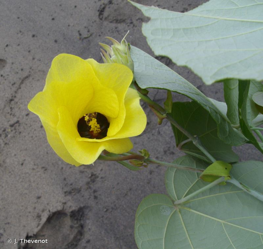 <i>Hibiscus tiliaceus </i>L., 1753 subsp.<i> tiliaceus</i> &copy; J. Thevenot