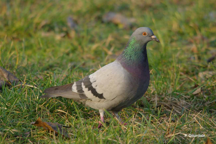 <i>Columba livia</i> Gmelin, 1789 &copy; P. Gourdain