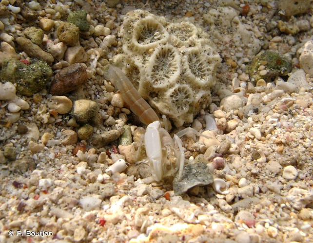 <i>Callianidea typa</i> H. Milne Edwards, 1837 &copy; P. Bourjon