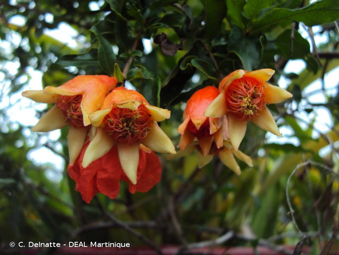 <i>Punica granatum</i> L., 1753 &copy; C. Delnatte - DEAL Martinique