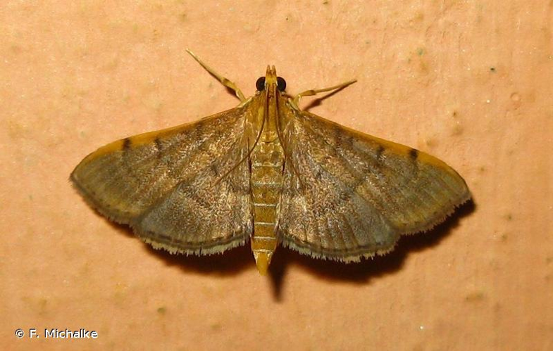 <i>Omiodes indicata</i> (Fabricius, 1775) &copy; F. Michalke