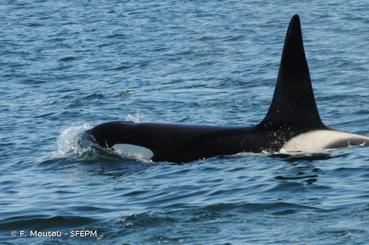 <i>Orcinus orca</i> (Linnaeus, 1758) &copy; F. Moutou - SFEPM