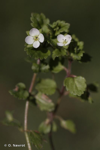 <i>Veronica agrestis</i> L., 1753 &copy; O. Nawrot
