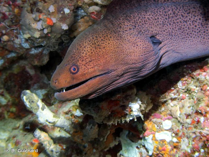 <i>Gymnothorax javanicus</i> (Bleeker, 1859) &copy; B. Guichard
