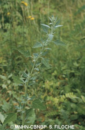 <i>Chenopodium album</i> L., 1753 &copy; MNHN-CBNBP S. Filoche