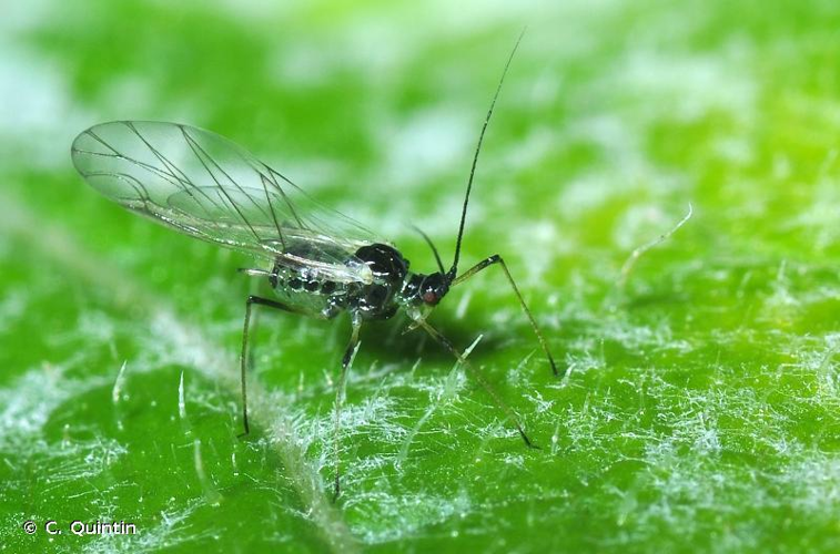 <i>Hyperomyzus lactucae</i> (Linnaeus, 1758) &copy; C. Quintin