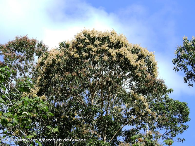 <i>Triplaris weigeltiana</i> (Rchb.) Kuntze, 1898 &copy; S. Sant/Parc Amazonien de Guyane