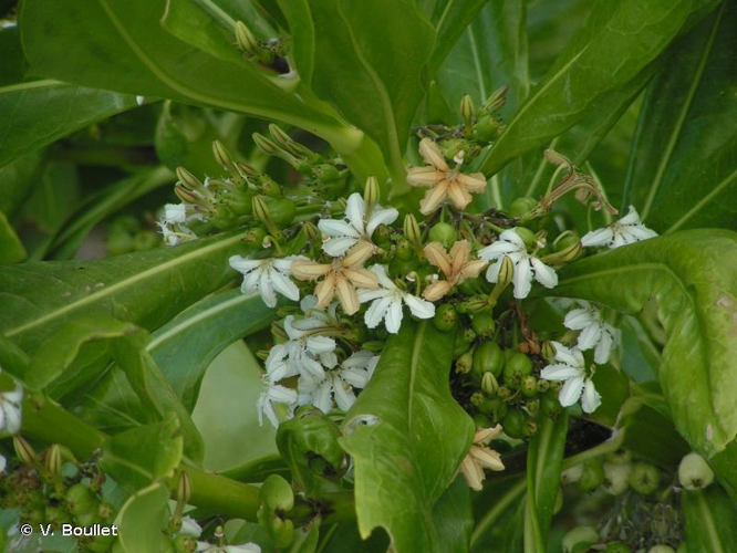<i>Scaevola taccada</i> (Gaertn.) Roxb., 1814 &copy; V. Boullet
