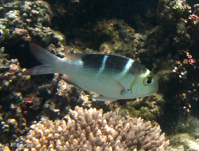 <i>Monotaxis grandoculis</i> (Forsskål, 1775) &copy; P. Bourjon