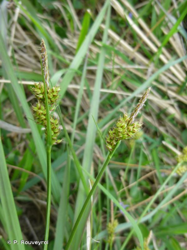 <i>Carex pilulifera</i> L., 1753 &copy; P. Rouveyrol