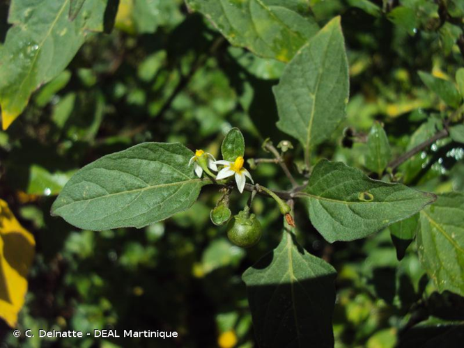<i>Solanum americanum</i> Mill., 1768 &copy; C. Delnatte - DEAL Martinique