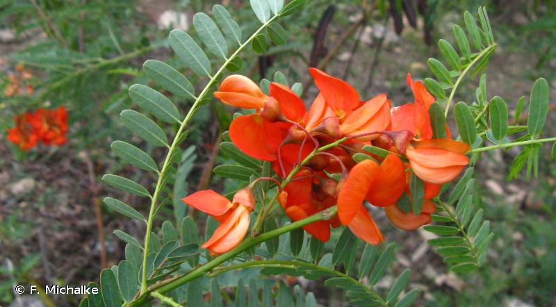 <i>Sesbania punicea</i> (Cav.) Benth., 1859 &copy; F. Michalke