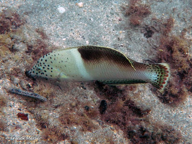 <i>Coris aygula</i> Lacepède, 1801 &copy; Franck Merlier